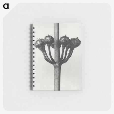 1-99_Karl-Blossfeldt_memo