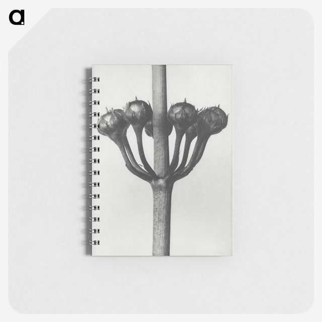 1-99_Karl-Blossfeldt_memo