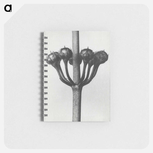 Primula Japonica - カール ブロスフェルト Memo.