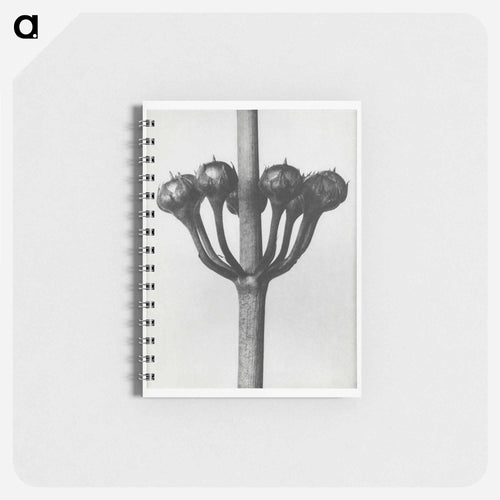 Primula Japonica - Karl Blossfeldt Memo.