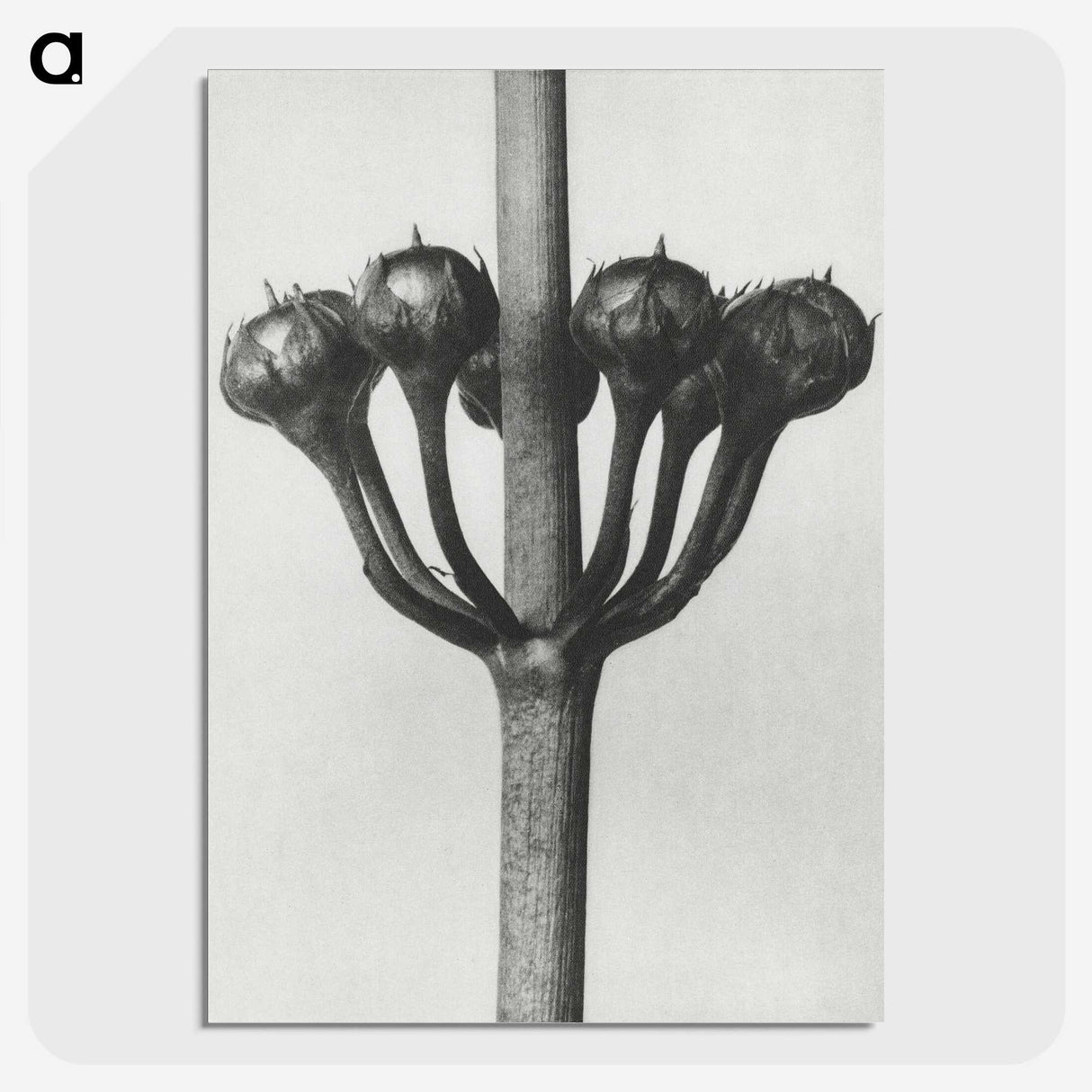 1-99_Karl-Blossfeldt_picture-crop
