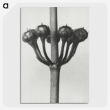 1-99_Karl-Blossfeldt_picture-crop