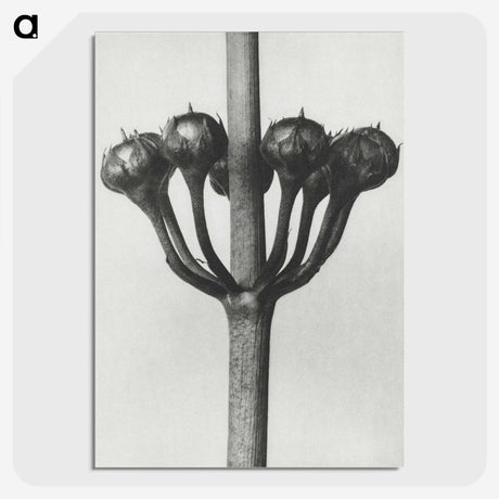 1-99_Karl-Blossfeldt_picture-crop