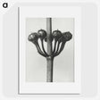 1-99_Karl-Blossfeldt_picture
