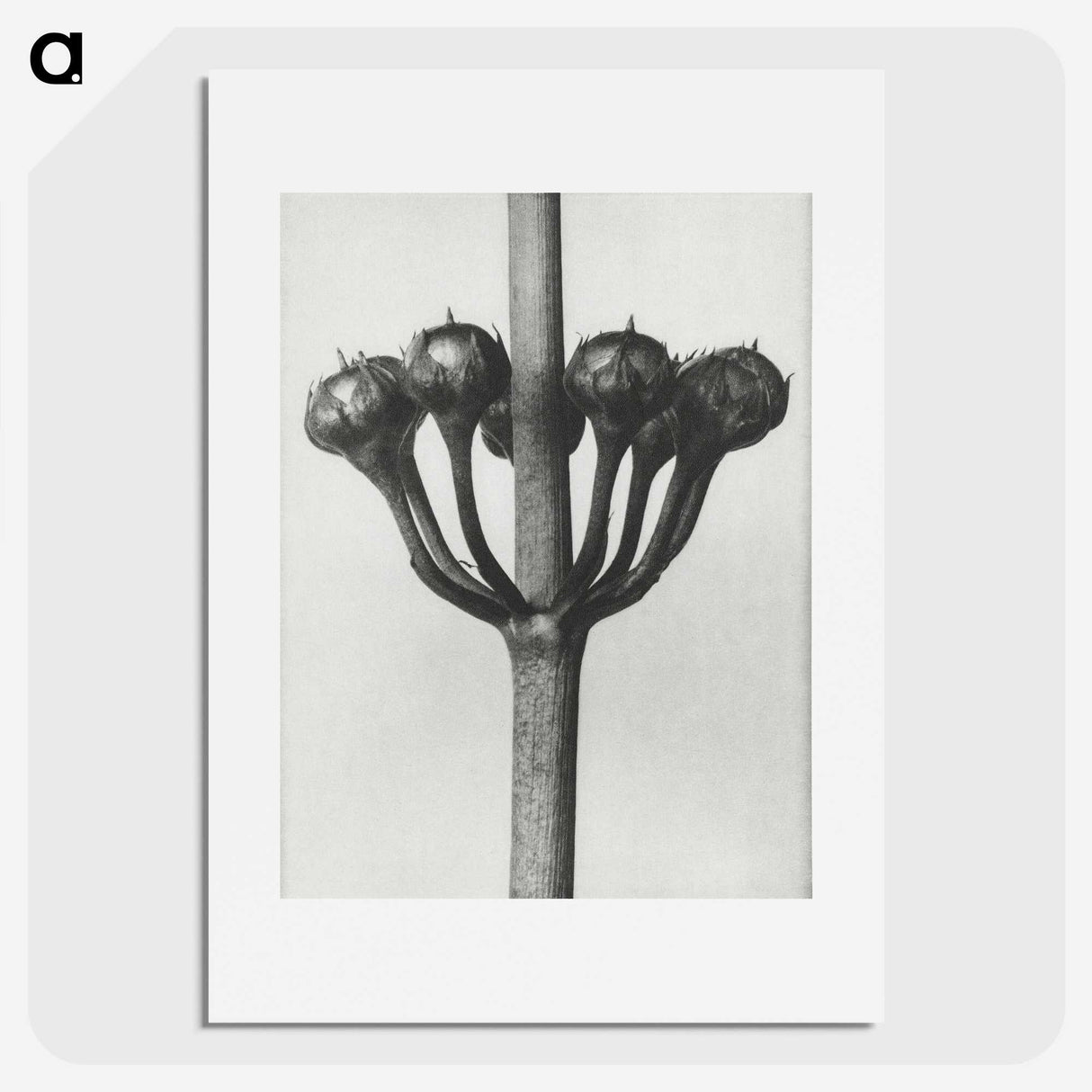 1-99_Karl-Blossfeldt_picture