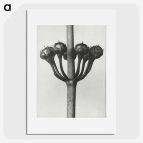 1-99_Karl-Blossfeldt_picture