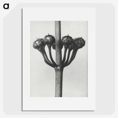 1-99_Karl-Blossfeldt_picture