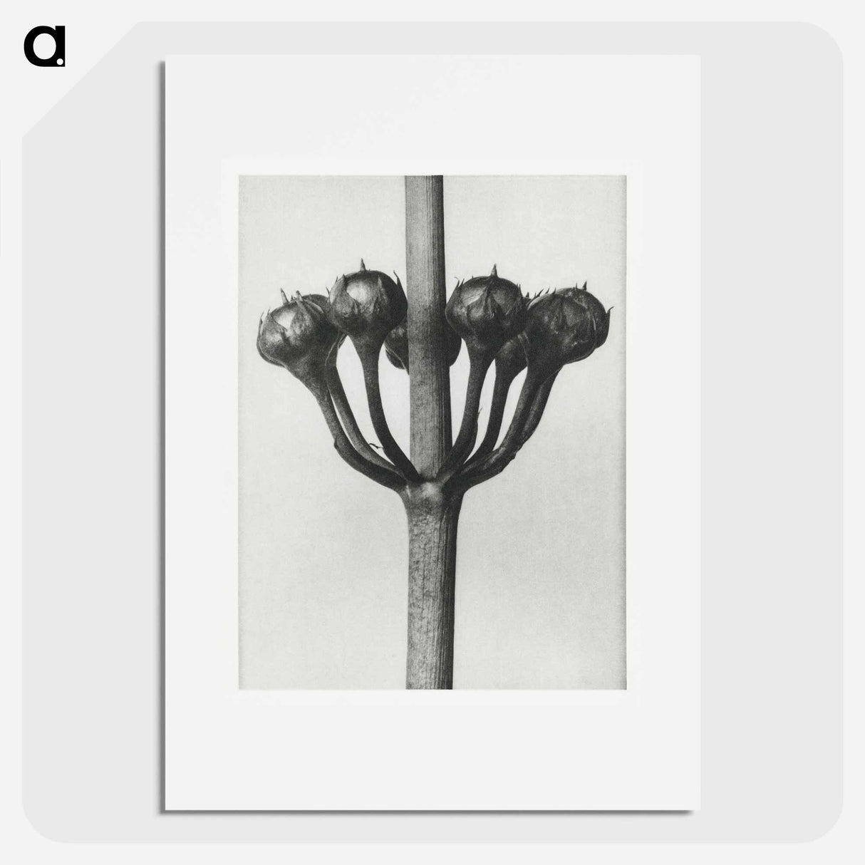 Primula Japonica - カール ブロスフェルト Poster.