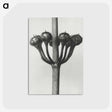 1-99_Karl-Blossfeldt_postcard