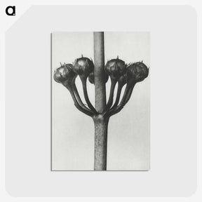 1-99_Karl-Blossfeldt_postcard