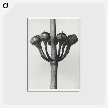 アートポストカード-Primula Japonica - カール ブロスフェルト Postcard.