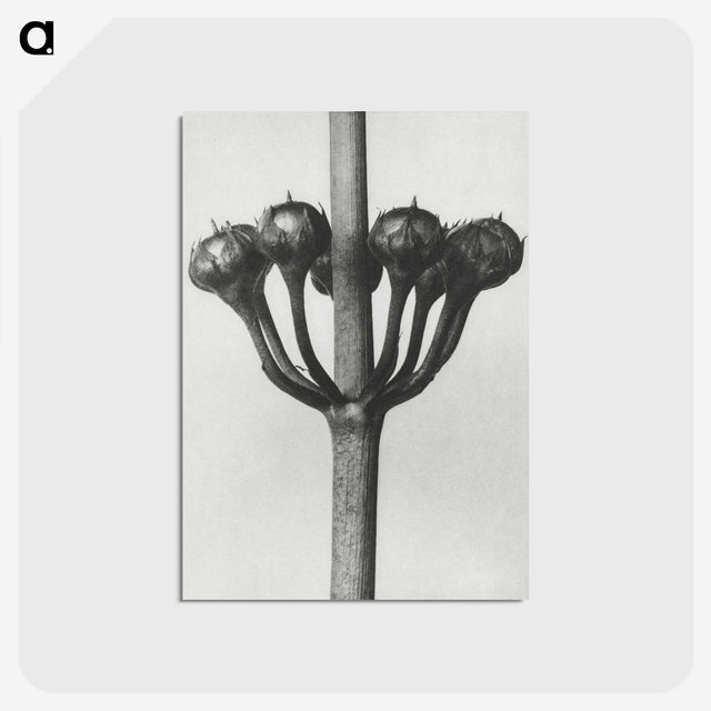 1-99_Karl-Blossfeldt_postcard