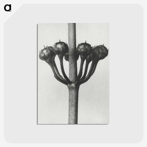 Primula Japonica - カール ブロスフェルト Postcard.