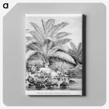 1-99_Les-Palmiers-Histoire-Iconographique_canvas