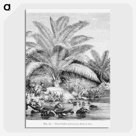 1-99_Les-Palmiers-Histoire-Iconographique_picture-crop