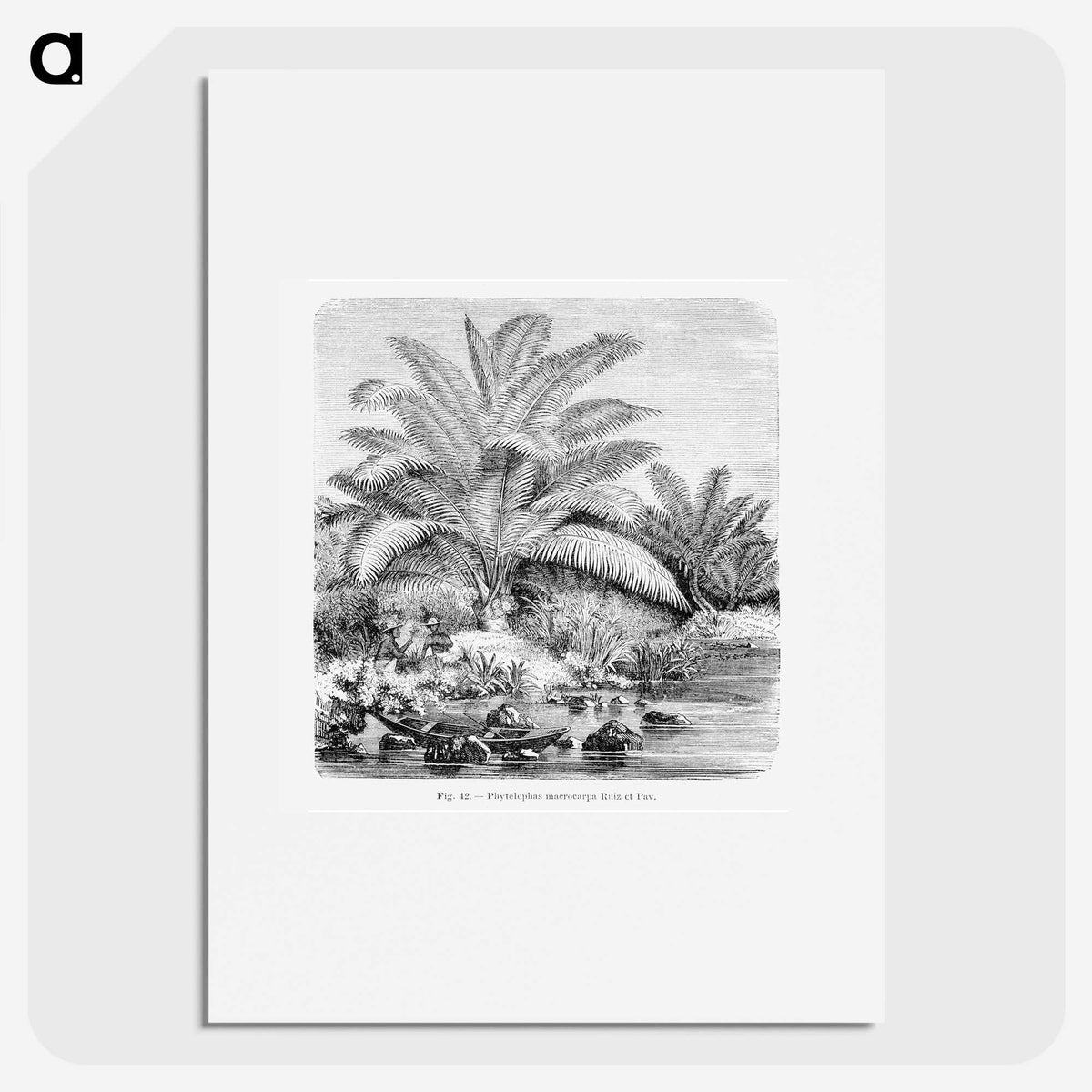 1-99_Les-Palmiers-Histoire-Iconographique_picture