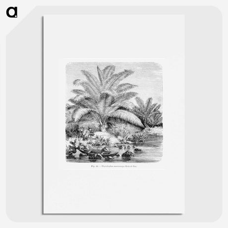 1-99_Les-Palmiers-Histoire-Iconographique_picture