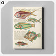 アートパネル-Moluccan Fishes
 - ルイ ルナール Canvas.