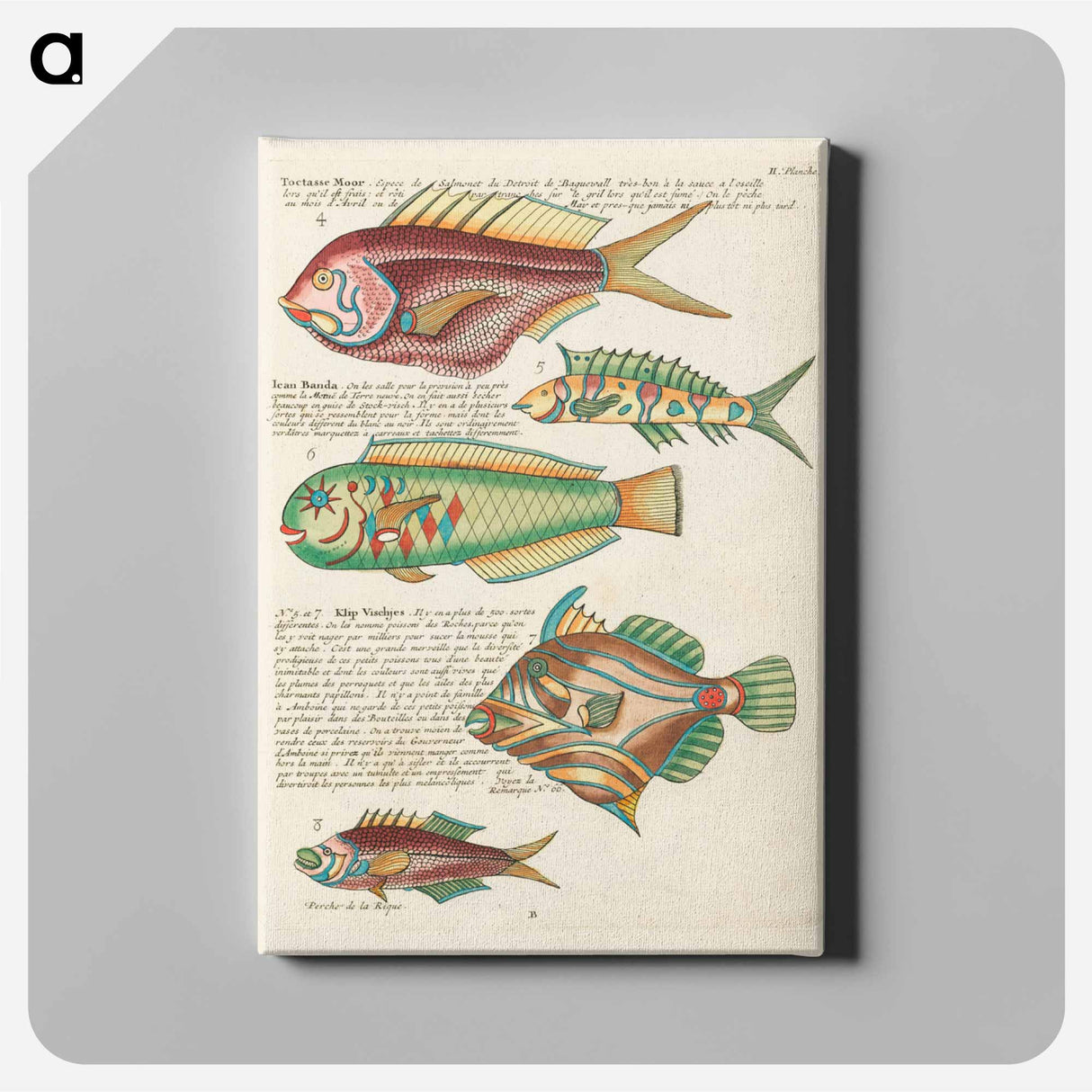 アートパネル-Moluccan Fishes
 - ルイ ルナール Canvas.