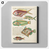 アートパネル-Moluccan Fishes
 - ルイ ルナール Canvas.