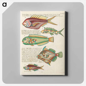 アートパネル-Moluccan Fishes
 - ルイ ルナール Canvas.