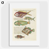 1-99_Louis-Renard_picture
