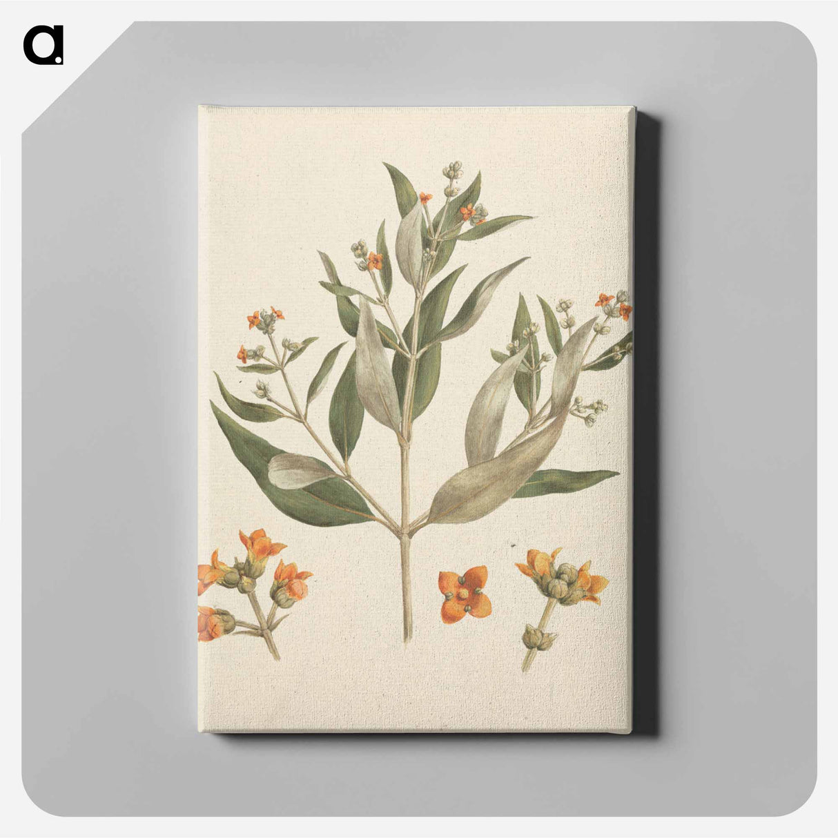アートパネル-Avicennia Marina: White Mangrove
 - ルイージ バルガーニ Canvas.