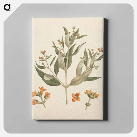 アートパネル-Avicennia Marina: White Mangrove
 - ルイージ バルガーニ Canvas.
