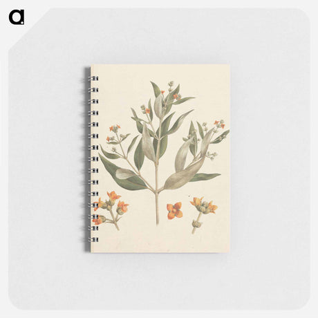 アートメモ帳-Avicennia Marina: White Mangrove
 - ルイージ バルガーニ Memo.