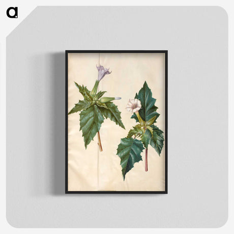 1-99_Maria-Sibylla-Merian_blk-crop