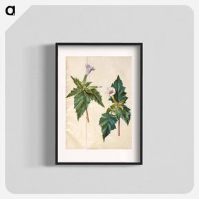 アートポスター-Datura Stramonium
 - マリア ジビーラ メーリアン Poster.