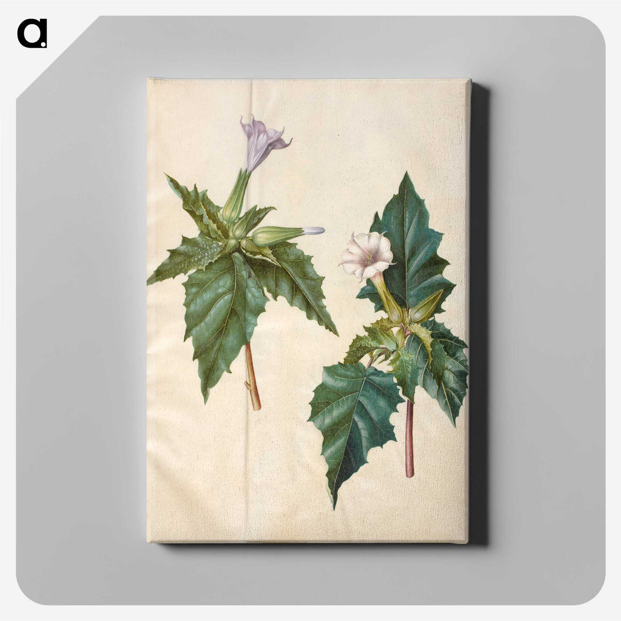 1-99_Maria-Sibylla-Merian_canvas