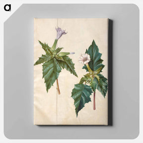 アートパネル-Datura Stramonium
 - マリア ジビーラ メーリアン Canvas.