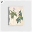 1-99_Maria-Sibylla-Merian_memo
