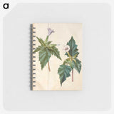 1-99_Maria-Sibylla-Merian_memo