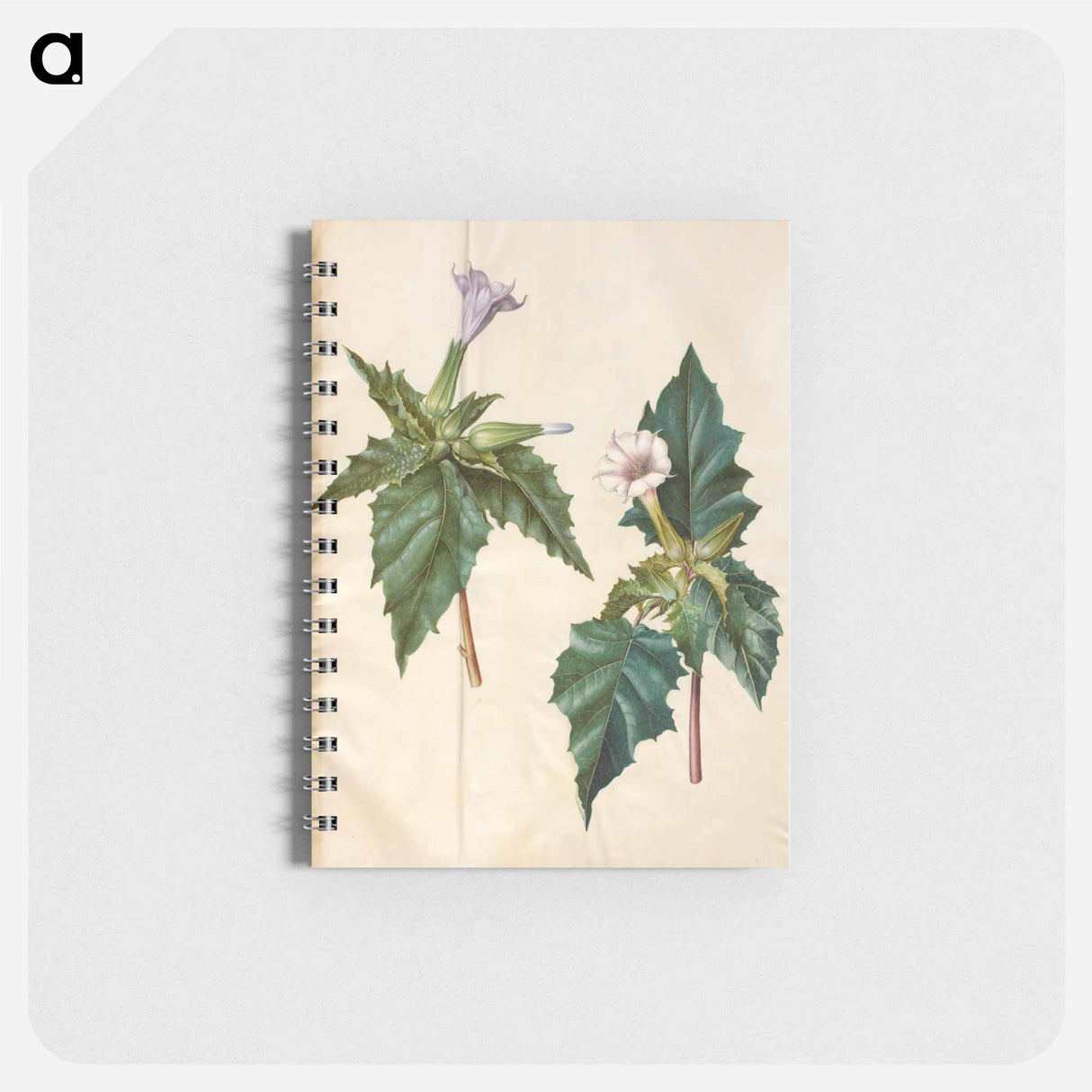 アートメモ帳-Datura Stramonium
 - マリア ジビーラ メーリアン Memo.