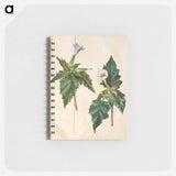 アートメモ帳-Datura Stramonium
 - マリア ジビーラ メーリアン Memo.