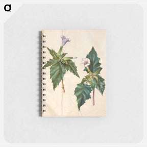 アートメモ帳-Datura Stramonium
 - マリア ジビーラ メーリアン Memo.
