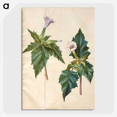 1-99_Maria-Sibylla-Merian_picture-crop