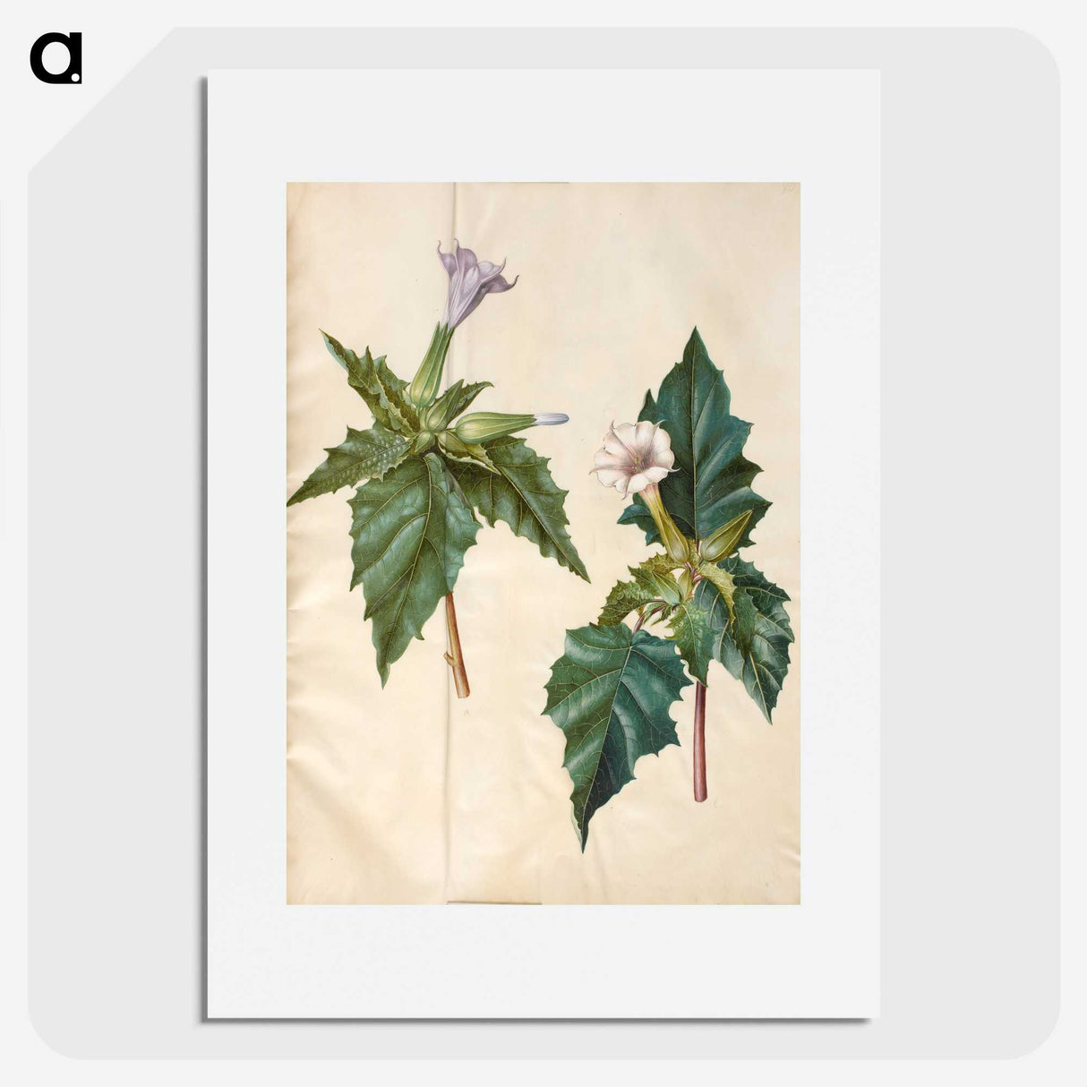 1-99_Maria-Sibylla-Merian_picture