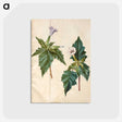1-99_Maria-Sibylla-Merian_postcard