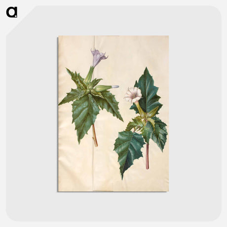 アートポストカード-Datura Stramonium
 - マリア ジビーラ メーリアン Postcard.