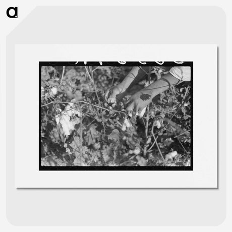 1-99_Marion-Post-Wolcott_picture