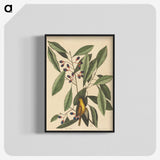 1-99_Mark-Catesby_blk-crop