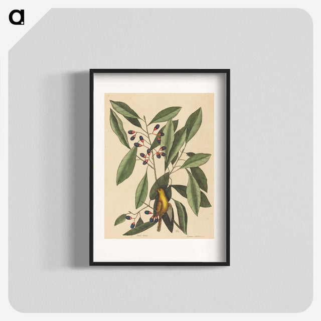 1-99_Mark-Catesby_blk