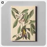 アートパネル-The Yellow Titmouse
 - マーク ケイツビー Canvas.