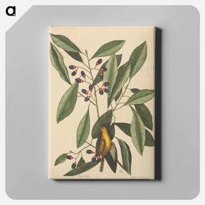 アートパネル-The Yellow Titmouse
 - マーク ケイツビー Canvas.