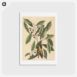 アートポストカード-The Yellow Titmouse
 - マーク ケイツビー Postcard.