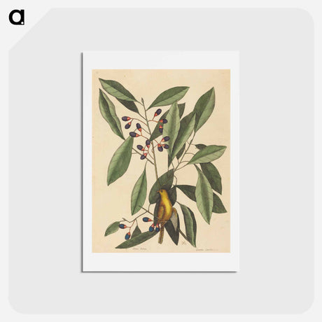 アートポストカード-The Yellow Titmouse
 - マーク ケイツビー Postcard.