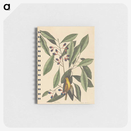 1-99_Mark-Catesby_memo